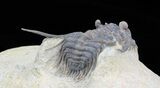 Spiny Leonaspis Trilobite - Foum Zguid, Morocco #40149-3